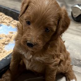 Sophie - Apricot female Aussiedoodle puppy in Deer Park, Washington from Doodle Paw Ranch