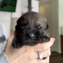 German Shepherd Puppies from Von Dem Flussufer