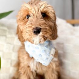 O’ahu - Caramel red Australian Labradoodle puppy in Palmdale, California from Doodles_Ko