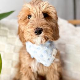 O’ahu - Caramel red Australian Labradoodle puppy in Palmdale, California from Doodles_Ko