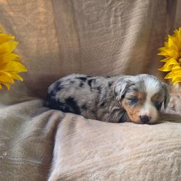 Zink - Blue merle female Miniature Australian Shepherd puppy in Copperas Cove, Texas from Hidden Leaf Aussies