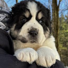 Shah - Black male Central Asian Shepherd Dog puppy in East Camden, Arkansas from Stars in the Skyes