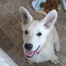 Boy 6 - White male German Shepherd puppy in Tonopah, Nevada from Mercy's White Shepherds