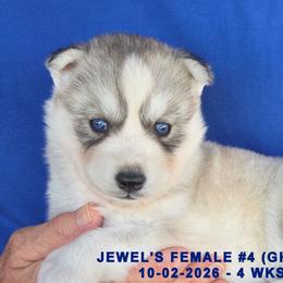 JEWEL'S FEMALE 4 - Gray and white female Siberian Husky puppy in Manilla, Iowa from Bruck's Siberian Huskies