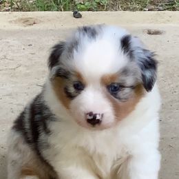Australian Shepherd and Miniature American Shepherd Puppies from Battlefield Australian Shepherds and Miniature American Shepherds
