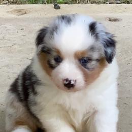 Australian Shepherd and Miniature American Shepherd Puppies from Battlefield Australian Shepherds and Miniature American Shepherds