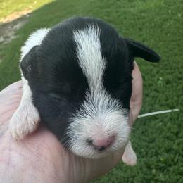 Girl 3 - Parti female Miniature Schnauzer puppy in West Point, Nebraska from Canyon Rose Schnauzers