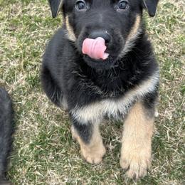 German Shepherd Puppies from Coterie Shepherds