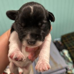 Wiggles - Parti male Miniature Schnauzer puppy in Palestine, Texas from Miniature Schnauzer Puppies of Palestine Tx