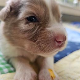 Berry - Red merle female Miniature Australian Shepherd puppy in Dunnellon, Florida from Ever After Mini Aussies