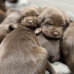 Dilute Retriever and Labrador Retriever Puppies from CKB Labradors