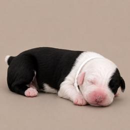Girl 1 - Gray and white female Old English Sheepdog puppy in Mesa, Arizona from Desert Sheepies and Doodles