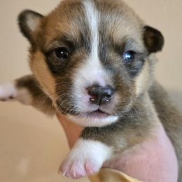 Pembroke Welsh Corgi Puppies from RJ's Corgis
