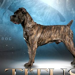 Cane Corso from Silver Summit Cane Corso