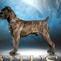 Cane Corso from Silver Summit Cane Corso