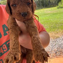 Faith - Red  female Poodle puppy in Osyka, Mississippi from Southern Sunshine Standards