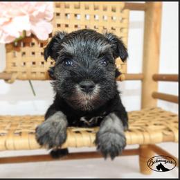 AKC 26017 - Salt and pepper female Miniature Schnauzer puppy in Mount Airy, Georgia from Miniature Schnauzers GA, LLC