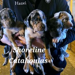 Catahoula Leopard Dog and Pembroke Welsh Corgi Puppies from Peach Tree/Shoreline Catahoulas & Corgis
