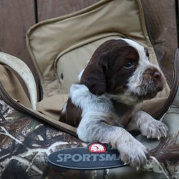 English Springer Spaniel Puppies from White Pine Springer Spaniels