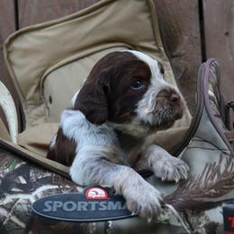 English Springer Spaniel Puppies from White Pine Springer Spaniels