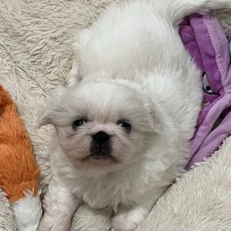 Girl 1 - White female Pekingese puppy in Pennsylvania from Triple I Pekes
