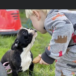 Boston Terrier and French Bulldog Puppies from High Plains