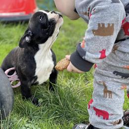 Boston Terrier and French Bulldog Puppies from High Plains
