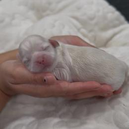 Cicada Wing - White male Shih Tzu puppy in Cedar Hill, Texas from Puppy Paper House