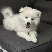 American Eskimo Dog Puppies from Mauzey Eskies