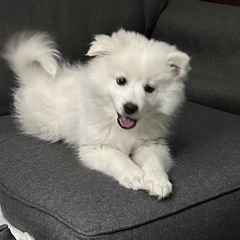 American Eskimo Dog Puppies from Mauzey Eskies
