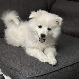 American Eskimo Dog Puppies from Mauzey Eskies