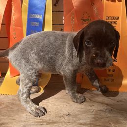 Boy 5 - German Shorthaired Pointer puppy in Buckner, Missouri from Bourbon Creek Kennels