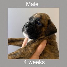 Boxer Puppies from Shadix Boxers