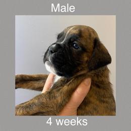 Boxer Puppies from Shadix Boxers