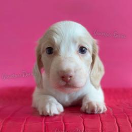 Malibu Ken - Cream male Dachshund puppy in Chandler, Arizona from Vonaducci Doxies, LLC.