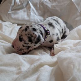 Amy - Harlequin female Great Dane puppy in Mineola, Texas from RC Ranch Great Danes And Cane Corsos