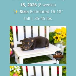 Amelia - Black tri-color female Australian Shepherd puppy in Granbury, Texas from Texas Miniature Aussies