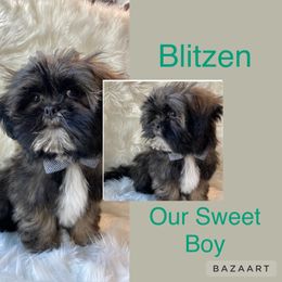 Shih Tzu Puppies from LaDawn’s Little Lions