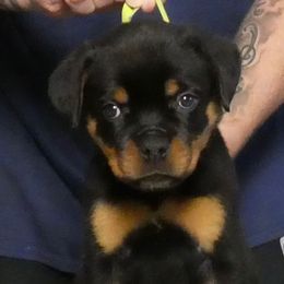 Boy 5 - Black and mahogany male Rottweiler puppy in Indianapolis, Indiana from Rottgang Rottweilers