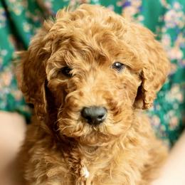 Honey - Red  female Poodle puppy in Grimsley, Tennessee from Above Standard Poodles