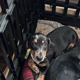 Yellow Boy - Dapple male Dachshund puppy in Waukegan, Illinois from Rolling and Howling Basset Hounds and Dachshunds