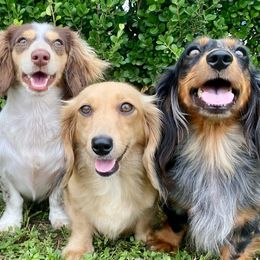 Dachshunds from Lunas Dashing Doxies