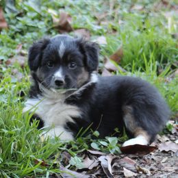 Elvira - Black tri female Miniature Australian Shepherd puppy in Gretna, Virginia from Adams Acres Cattle Dogs