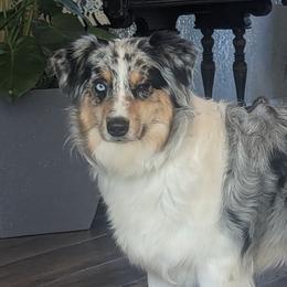 Dixie - Australian Shepherd
