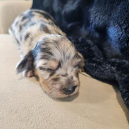 Dachshund Puppies from The Rooted Place