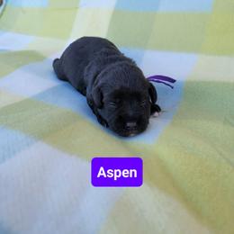 Aspen - Black female Miniature Schnauzer puppy in Piedmont, Oklahoma from J&K's Miniature Schnauzers
