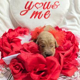 Lance - Apricot male Goldendoodle puppy in Georgetown, Tennessee from Georgetown Designer Puppies