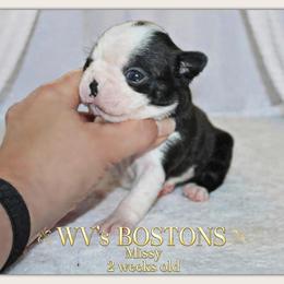 Missy - Black and white female Boston Terrier puppy in North Central, Vermont from Windy Valley’s Bostons