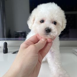 Coton de Tulear Puppies from Viktoriia's Coton De Tulears & French Bulldogs