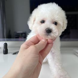 Coton de Tulear Puppies from Viktoriia's Coton De Tulears & French Bulldogs